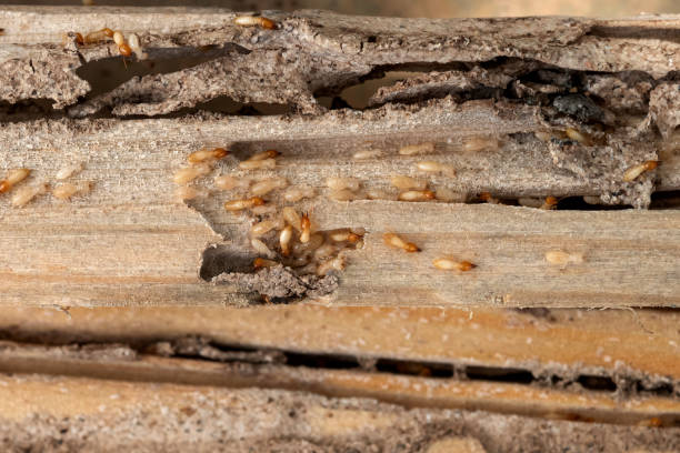 Best Best Pest Control Companies  in Woodbridge, CA